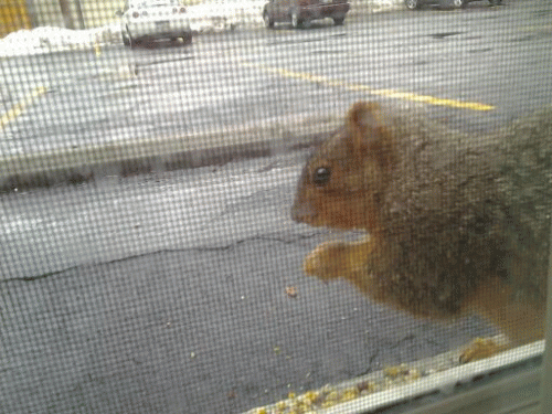 Sloth (USA-2) : Early Riser Club